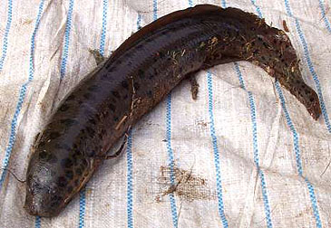 2734_West African Lungfish_Protopterus annectens annectens.jpg